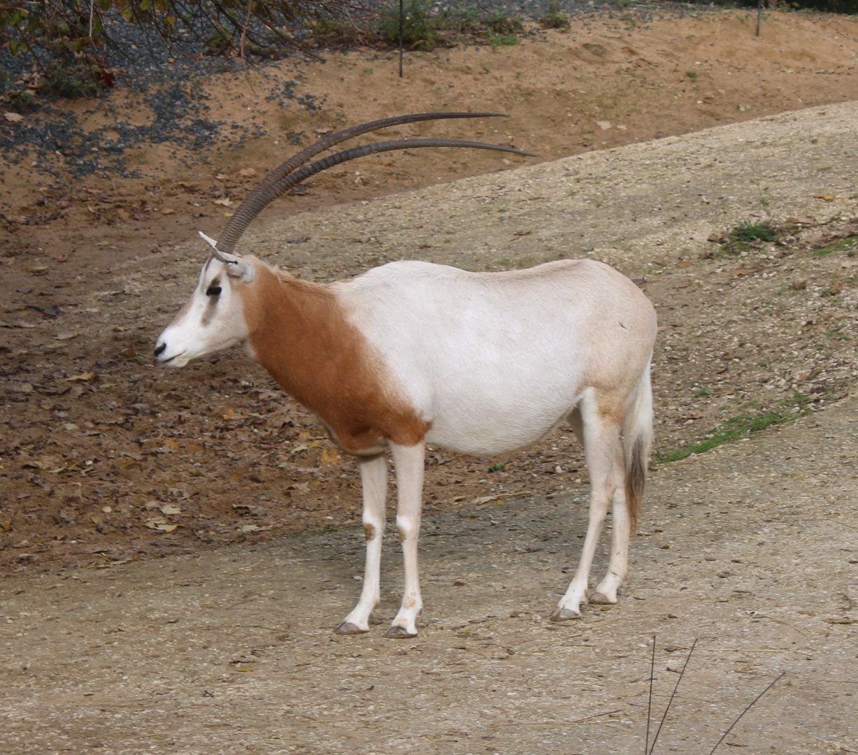 Scimitar-horned oryx