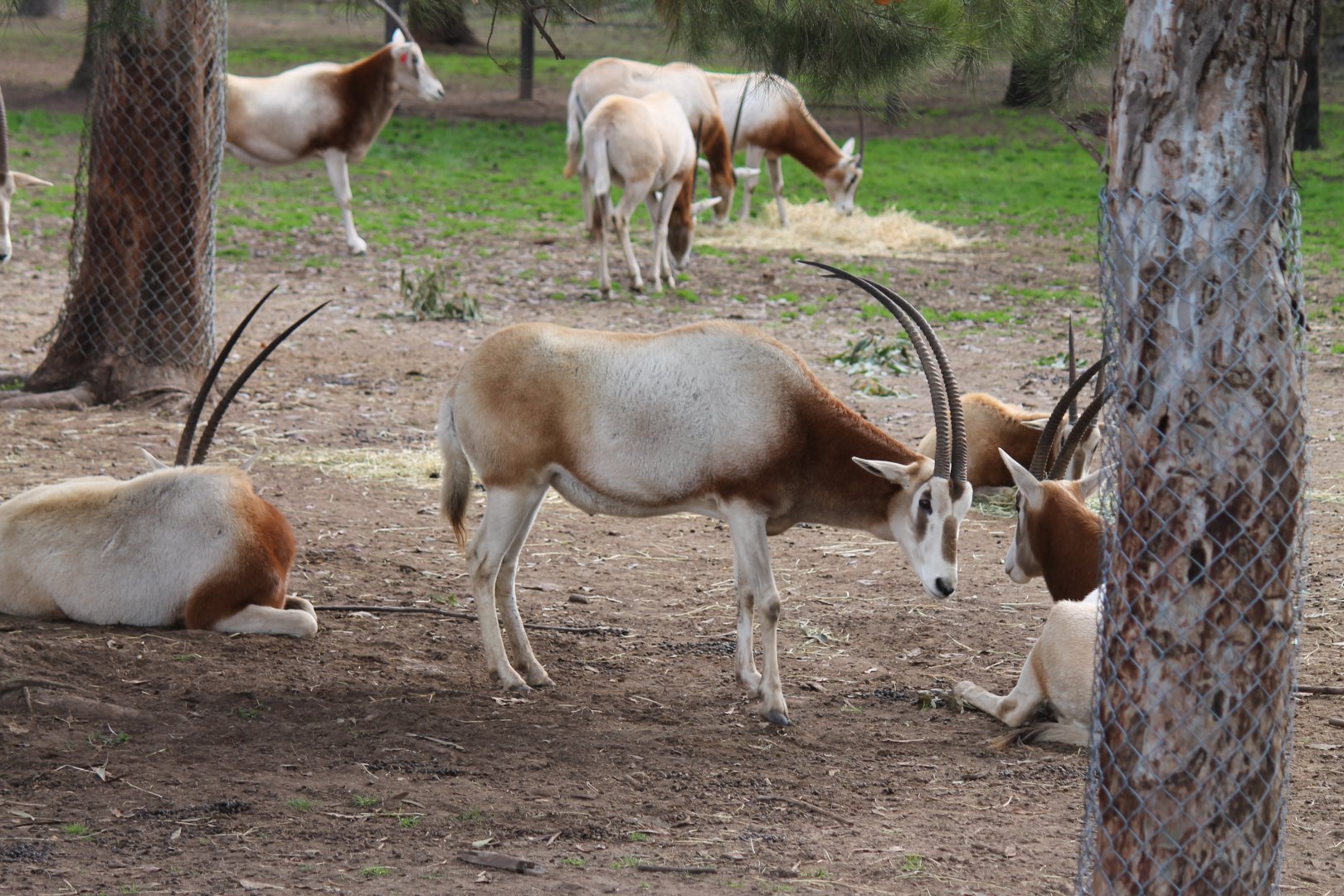 Scimitar-horned Oryx