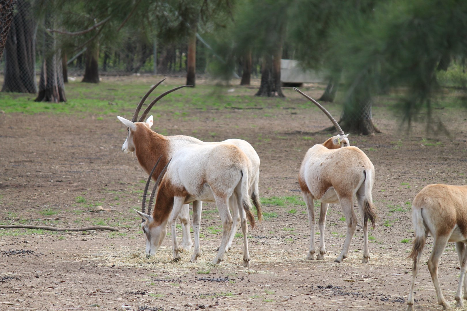 Scimitar-horned Oryx
