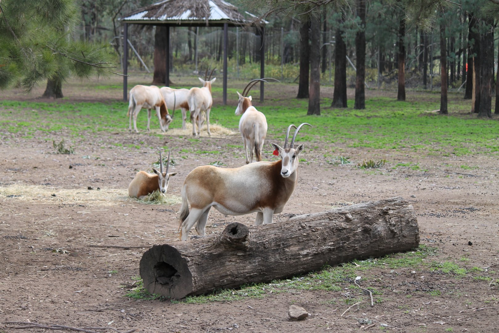 Scimitar-horned Oryx