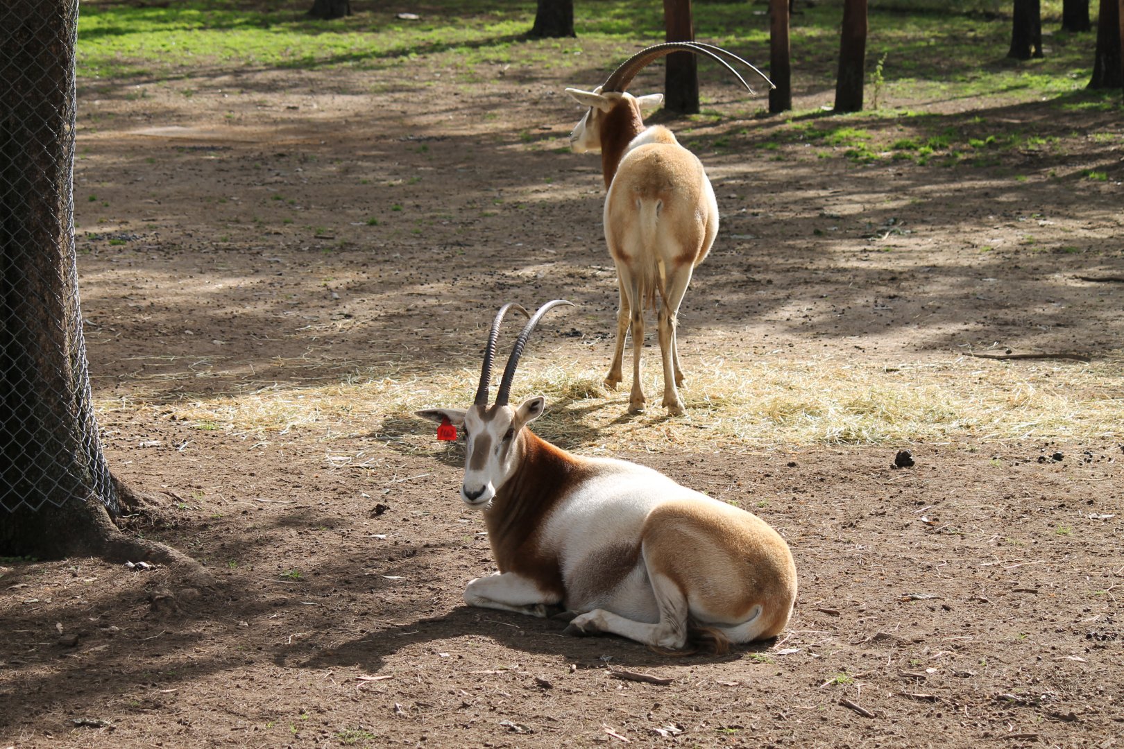 Scimitar-horned Oryx