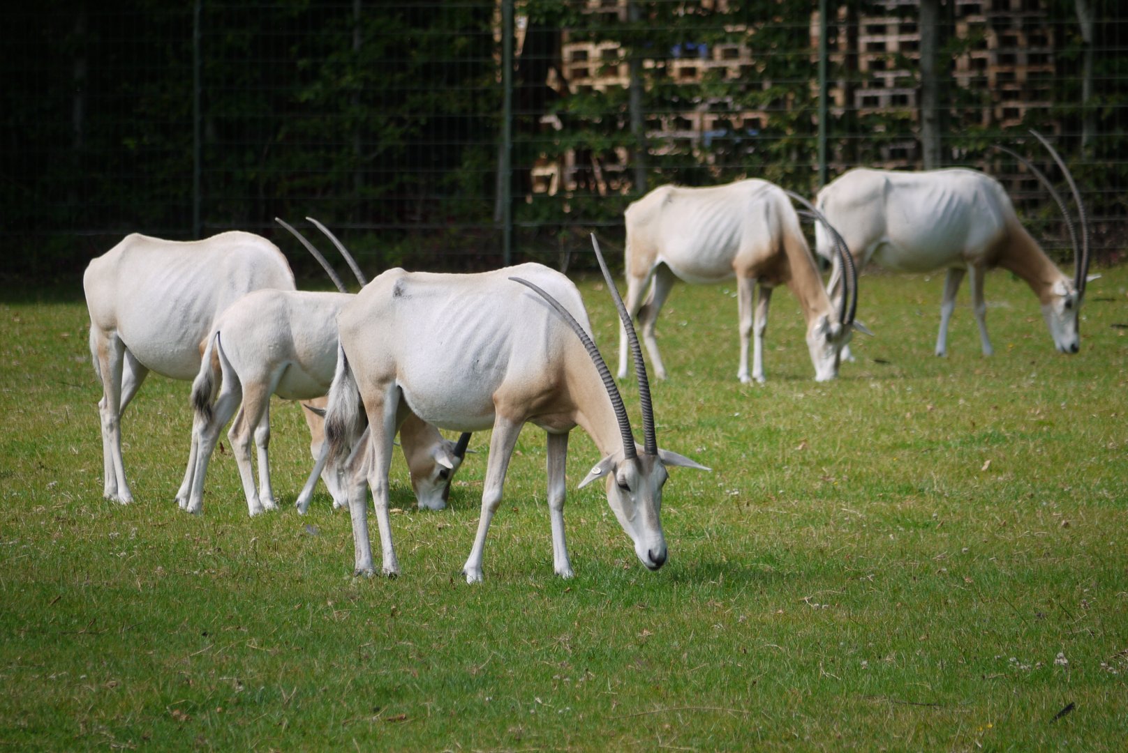 Scimitar-horned Oryx