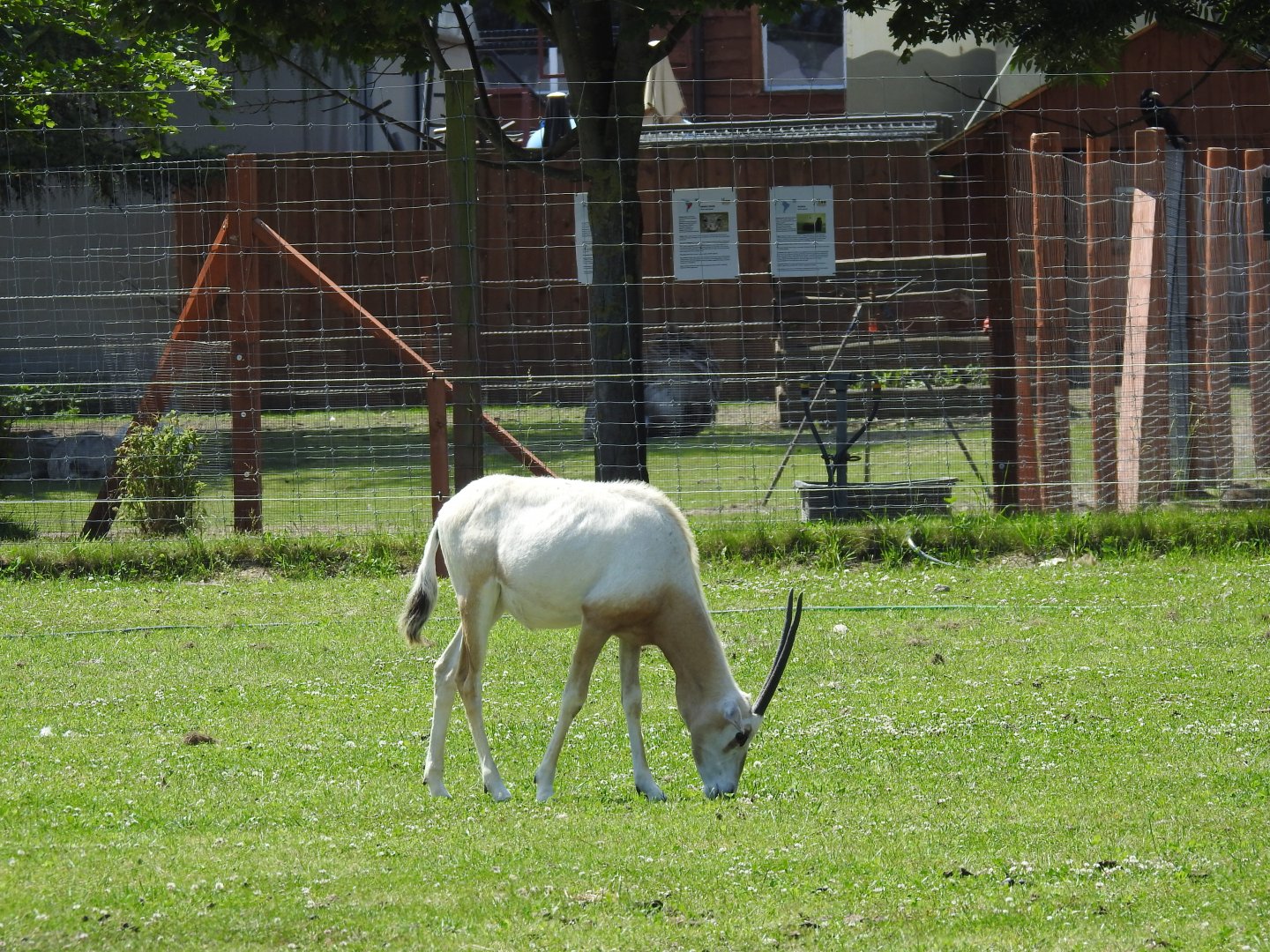 scimitar-horned oryx