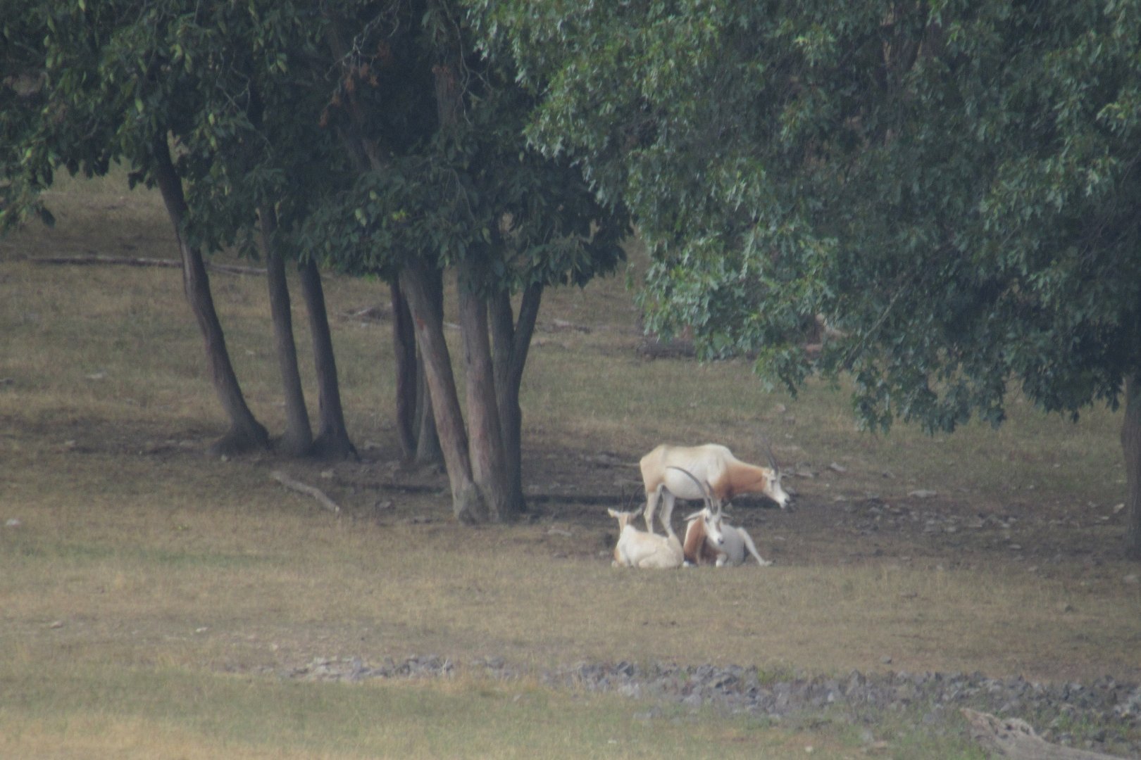 Scimitar horned oryx