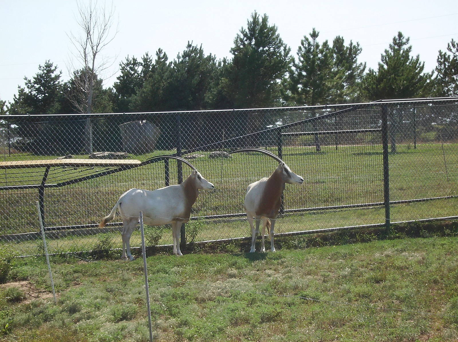 Scimitar-horned Oryx