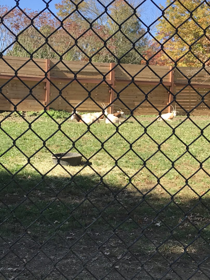 Scimitar-horned oryx