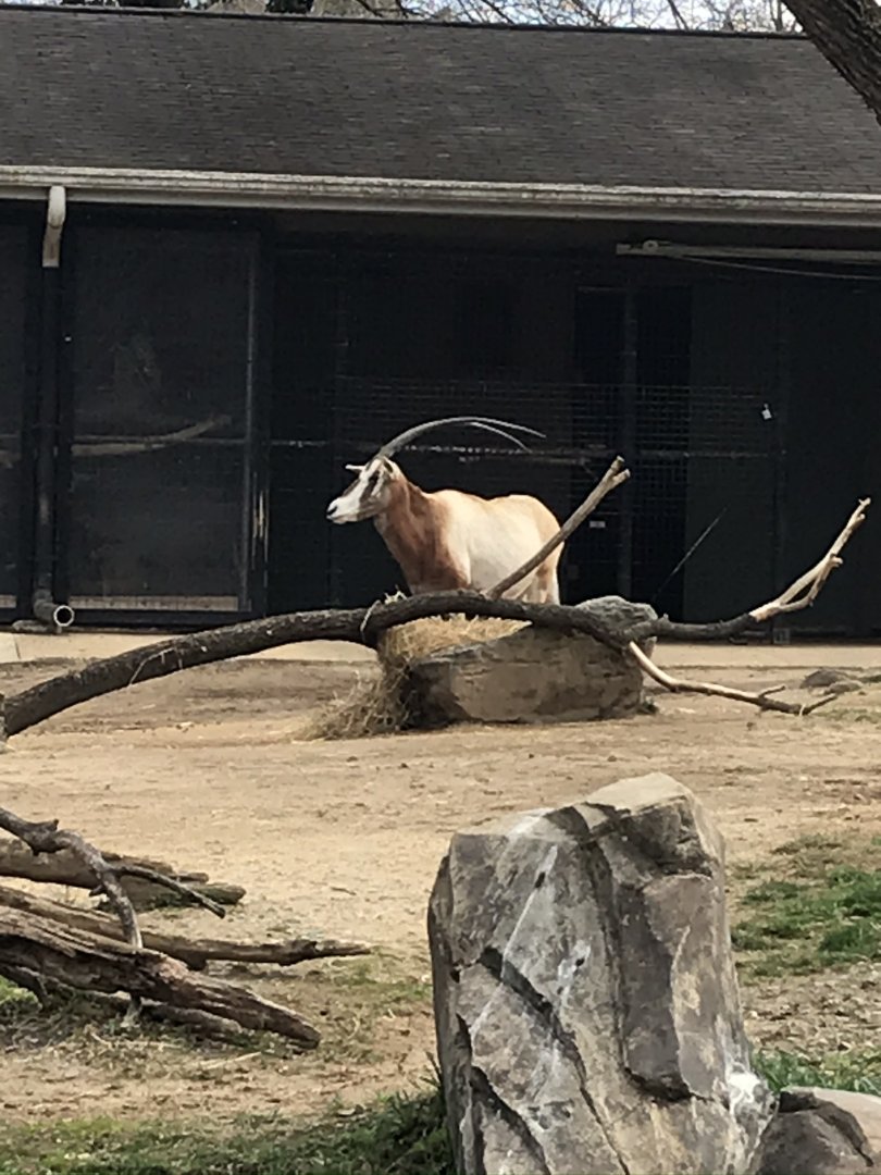 Scimitar-Horned Oryx
