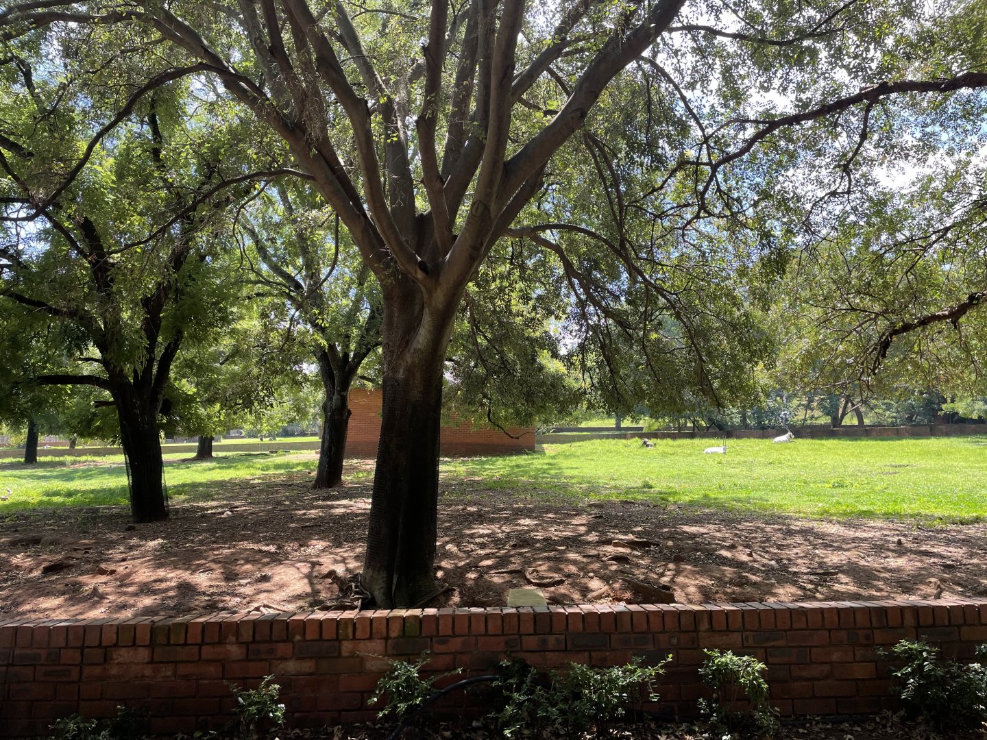 Scimitar-horned Oryx