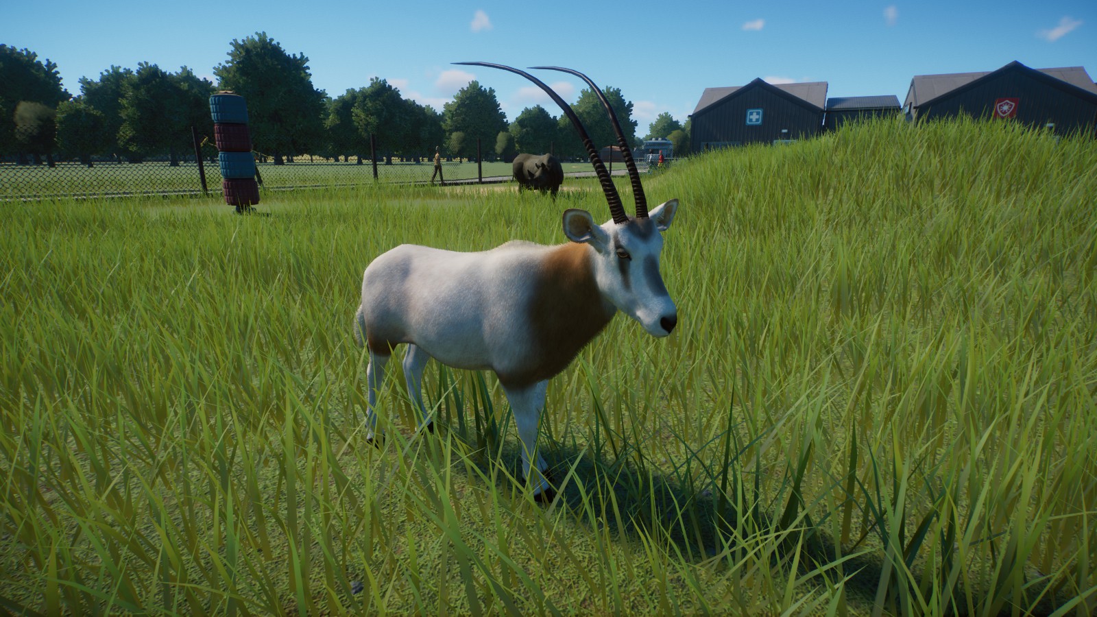 Scimitar horned Oryx