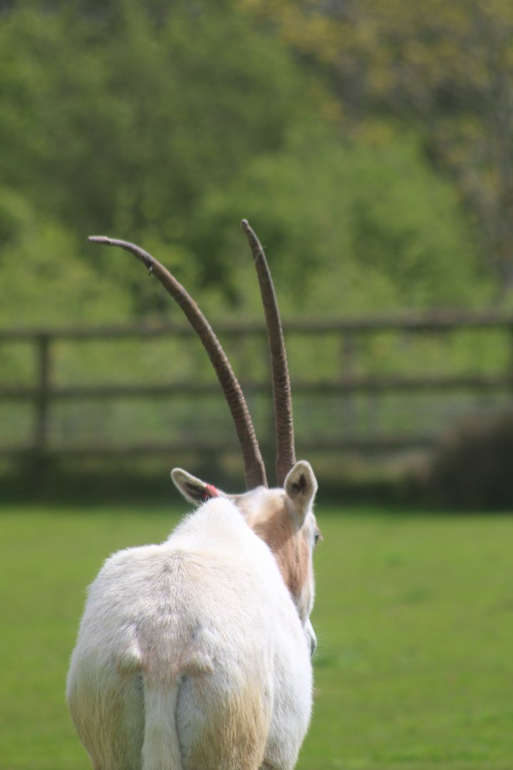 Scimitar horned oryx