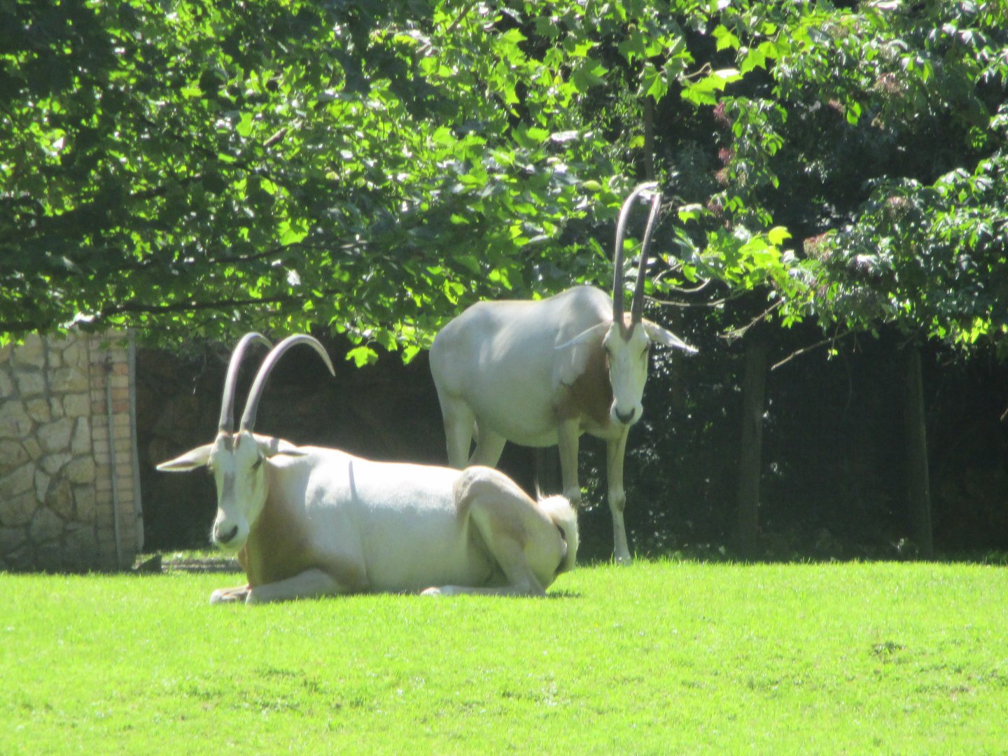 Scimitar- horned oryx
