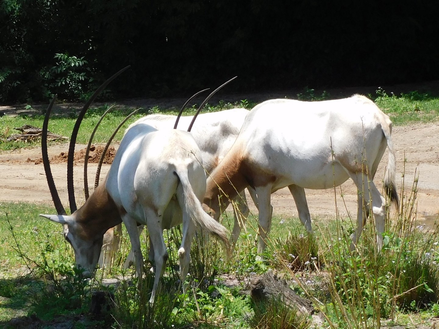 Scimitar horned oryx