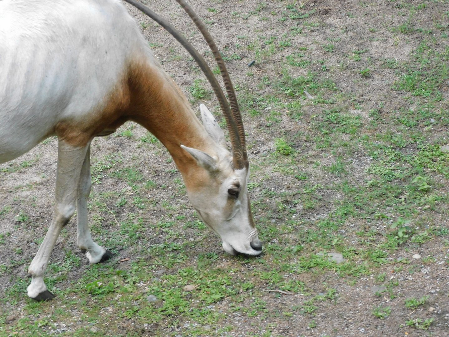 Scimitar horned oryx