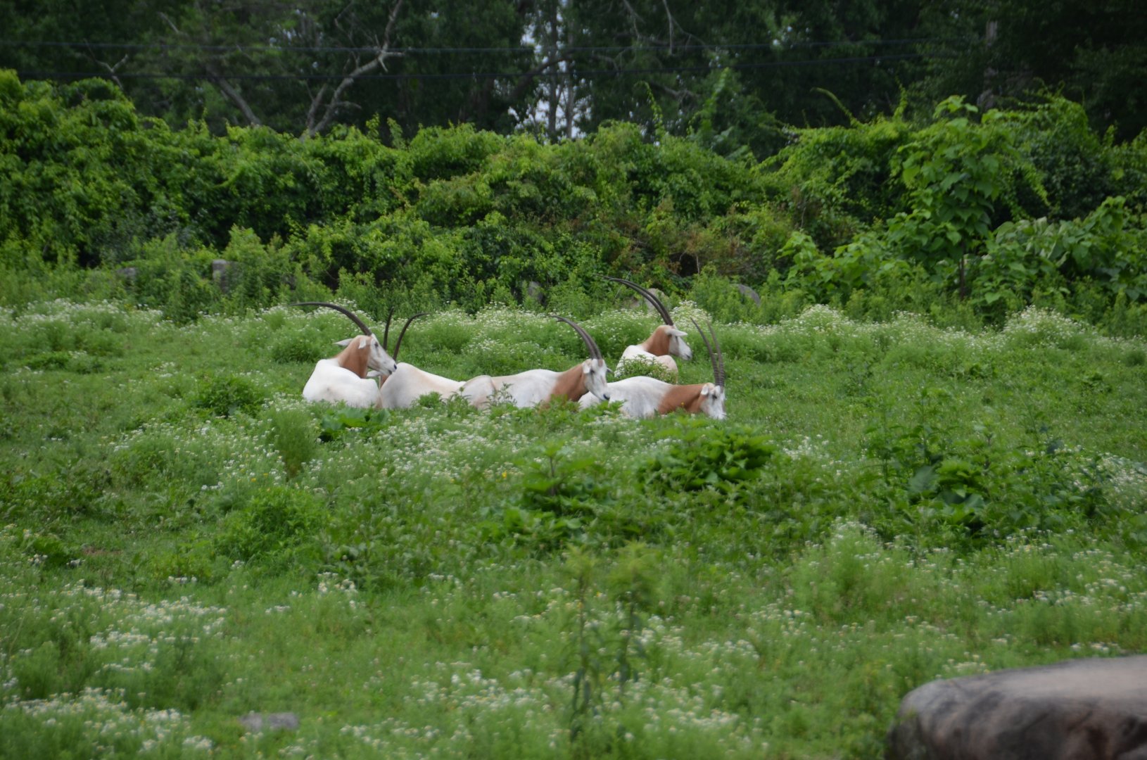 Scimitar Horned Oryx