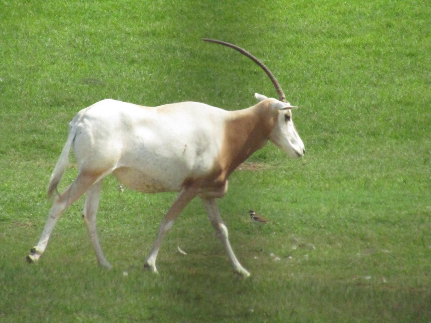 Scimitar Horned Oryx