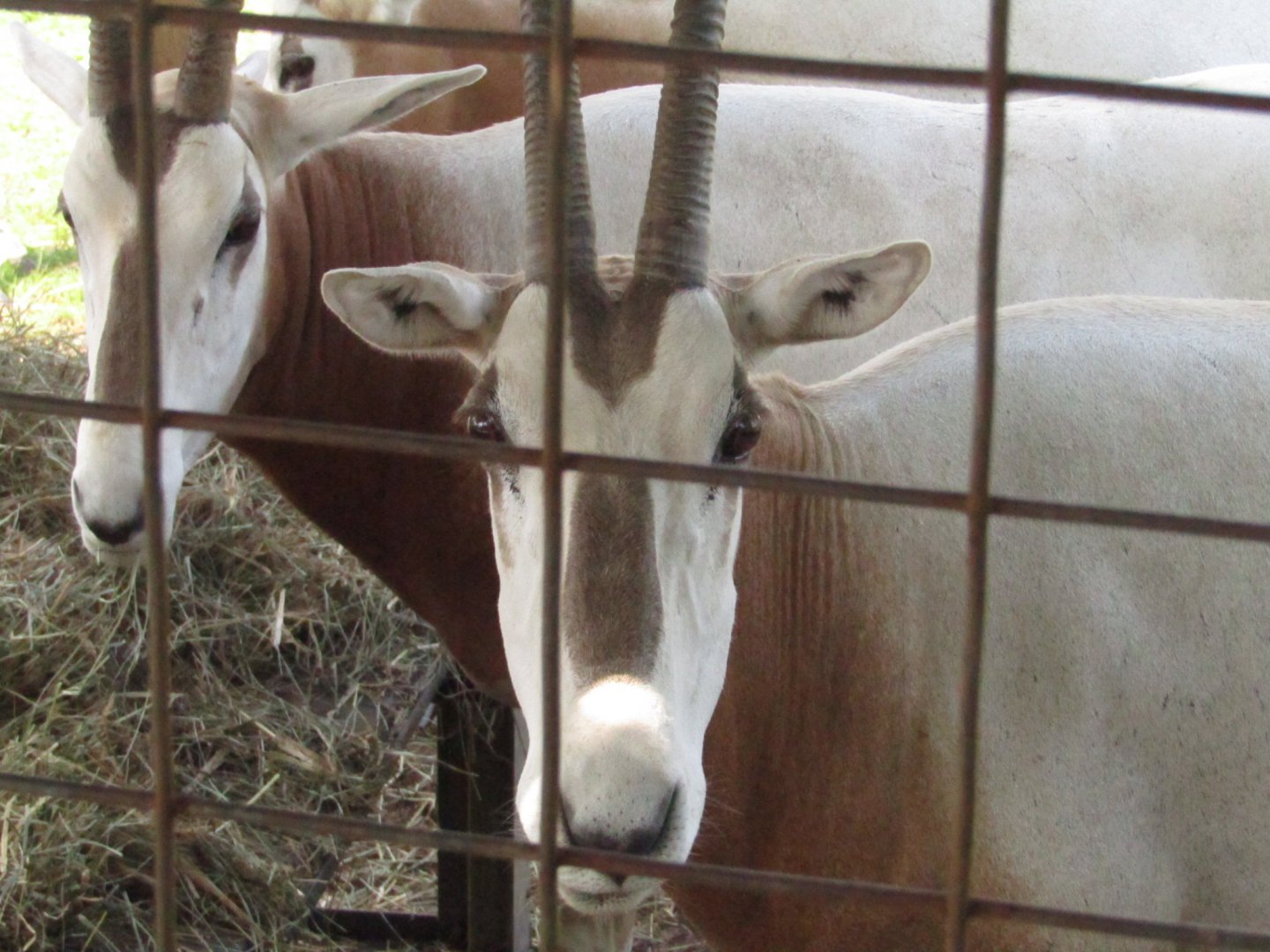 Scimitar Horned Oryx