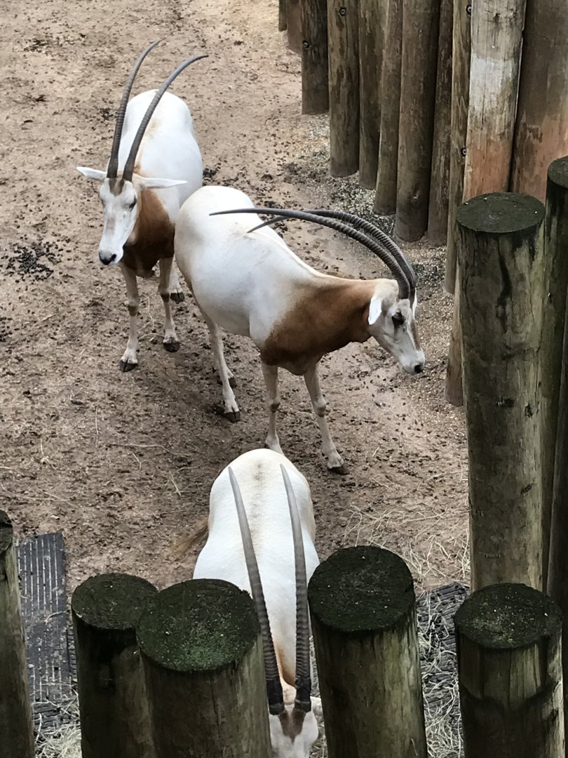 Scimitar-horned oryx