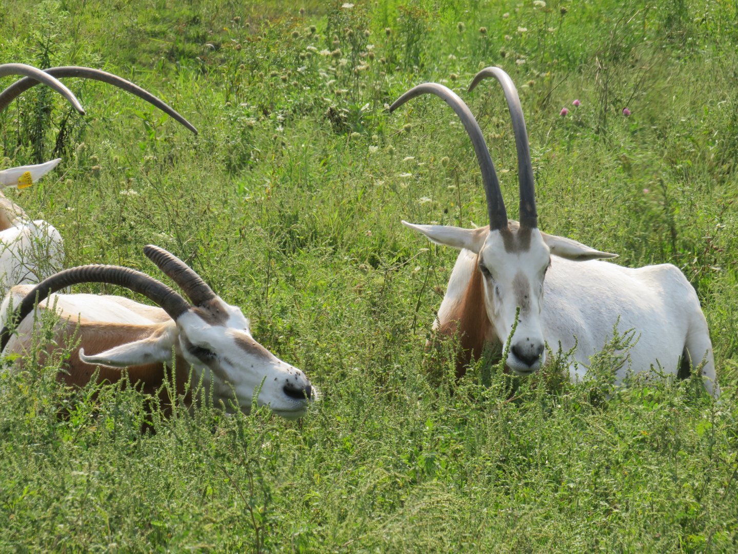 Scimitar-horned oryx
