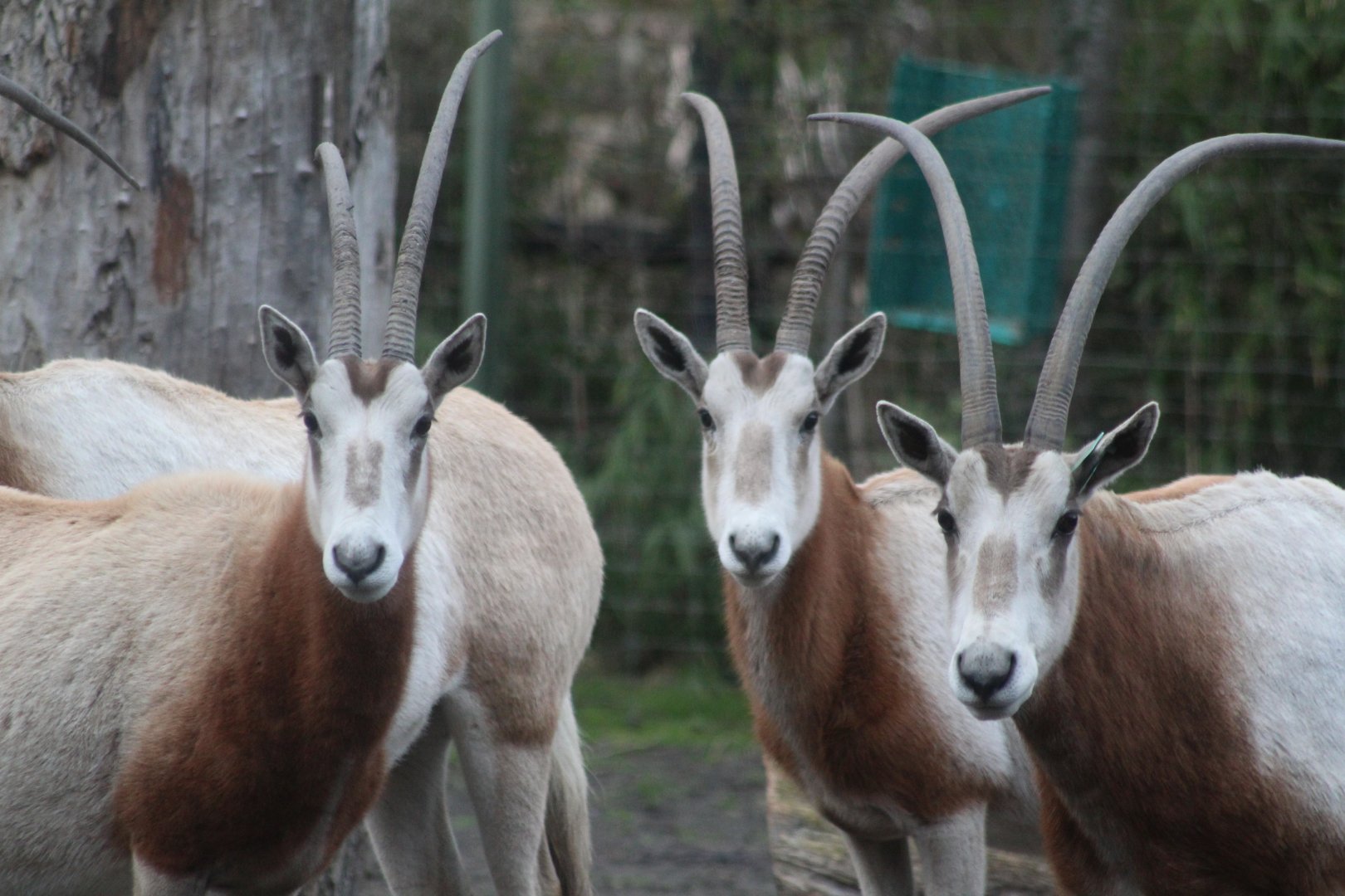 Scimitar horned oryx