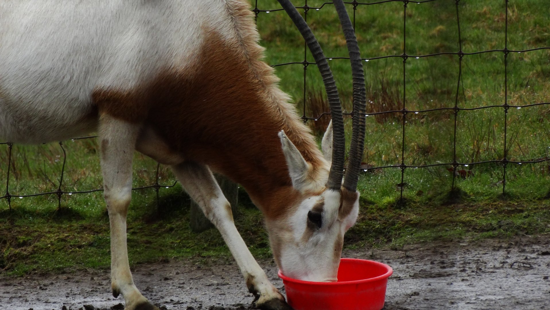 Scimitar Horned Oryx