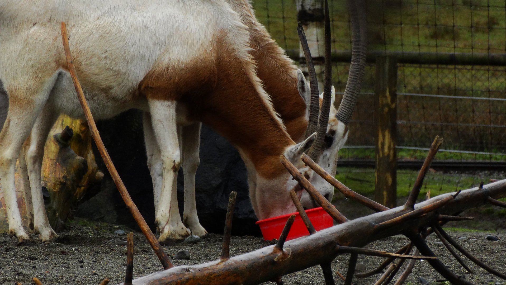 Scimitar Horned Oryx