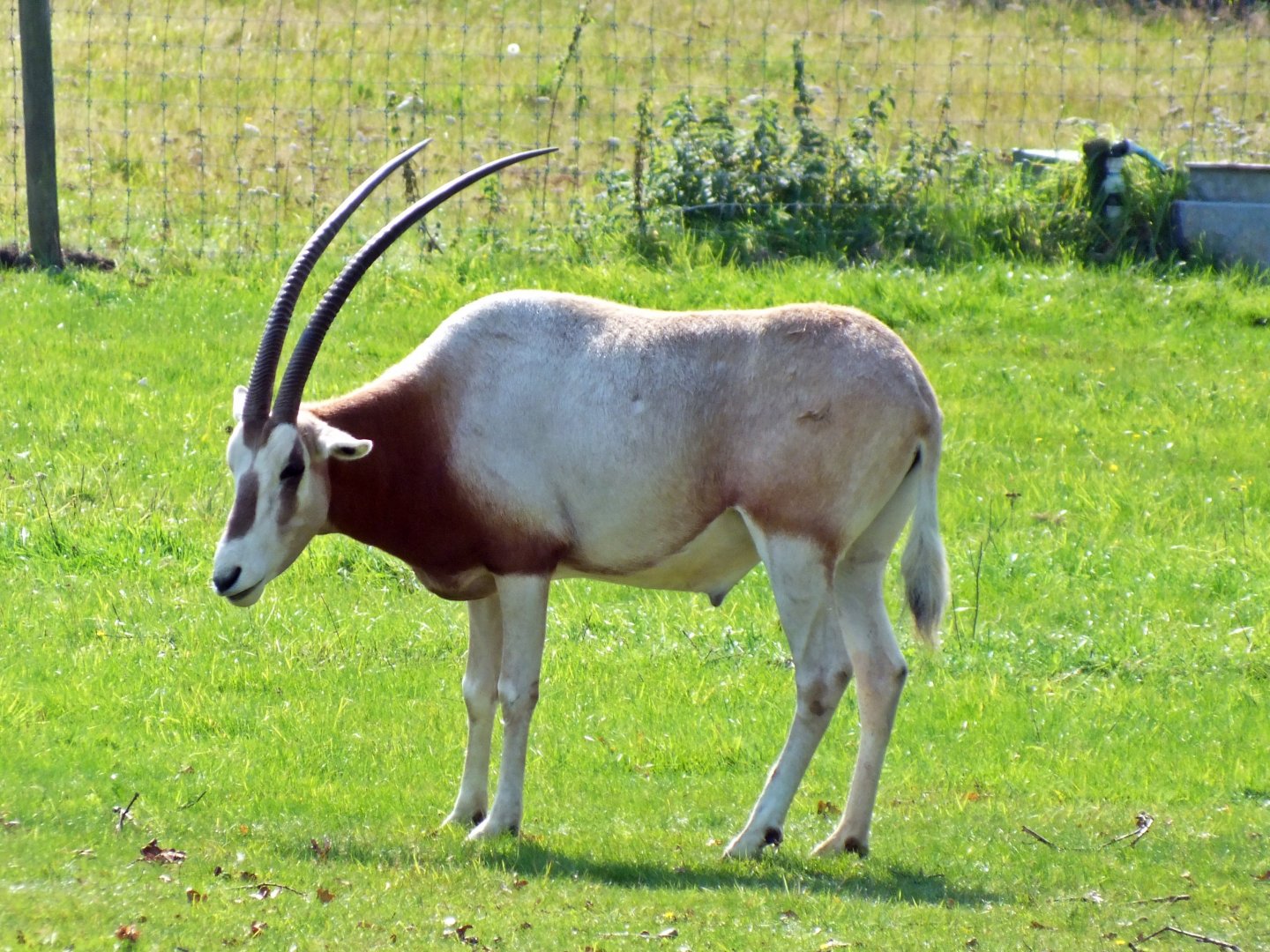 Scimitar-horned oryx