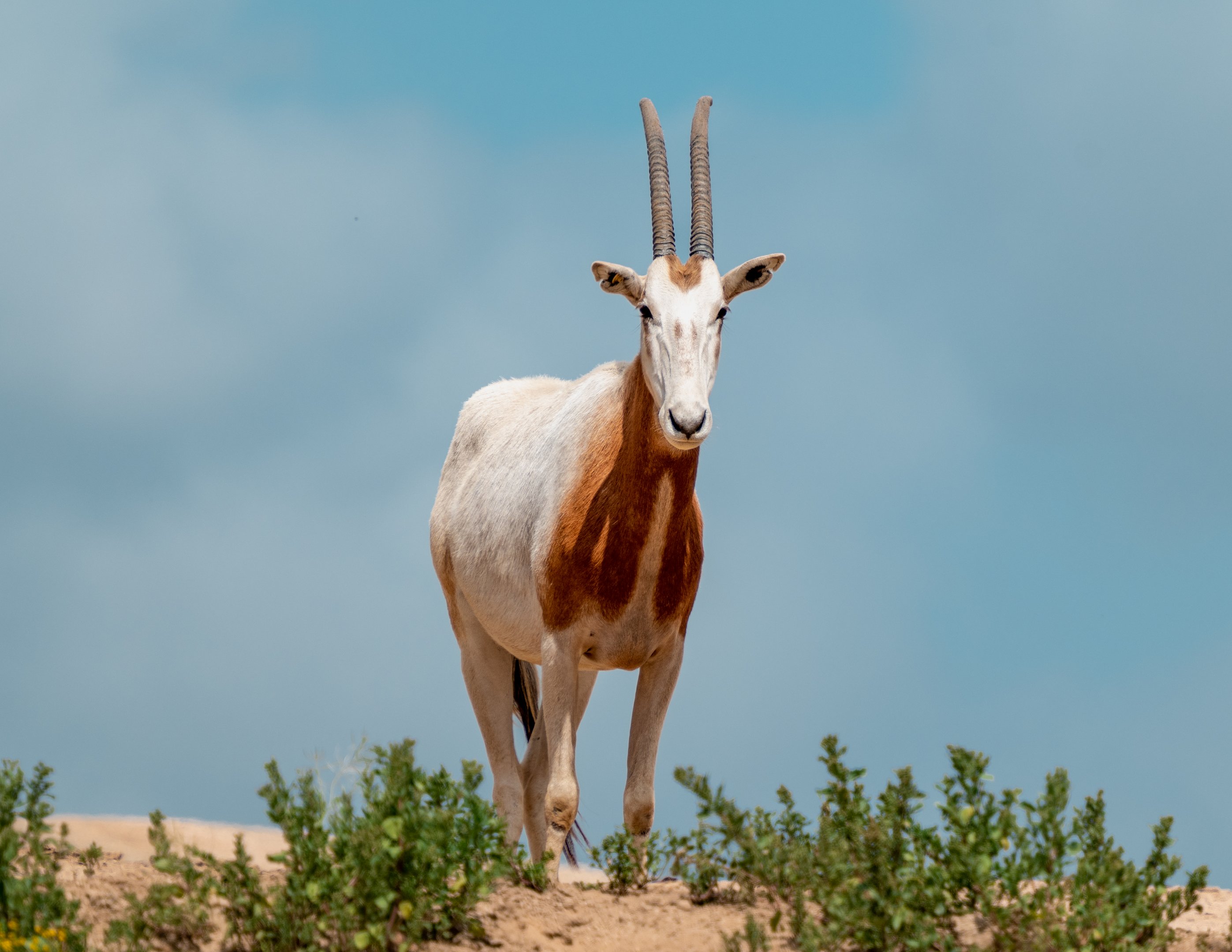 Scimitar Horned Oryx