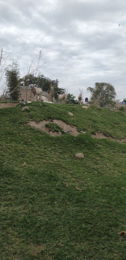Scimitar Horned Oryx