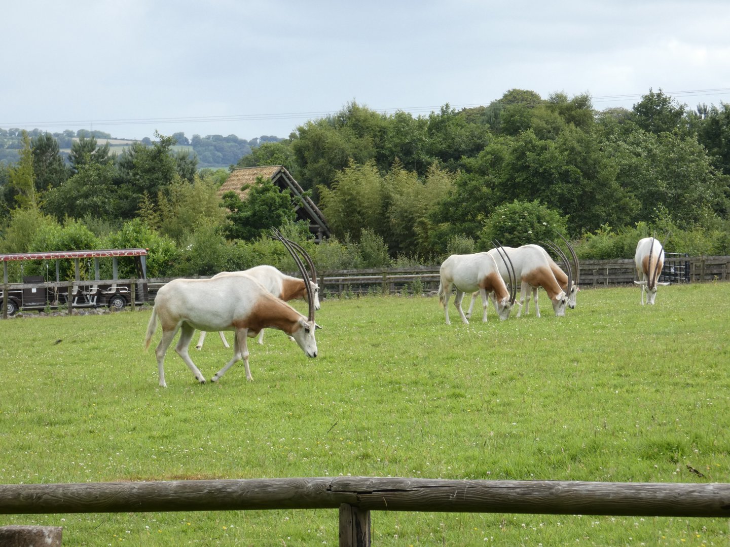Scimitar-horned oryx