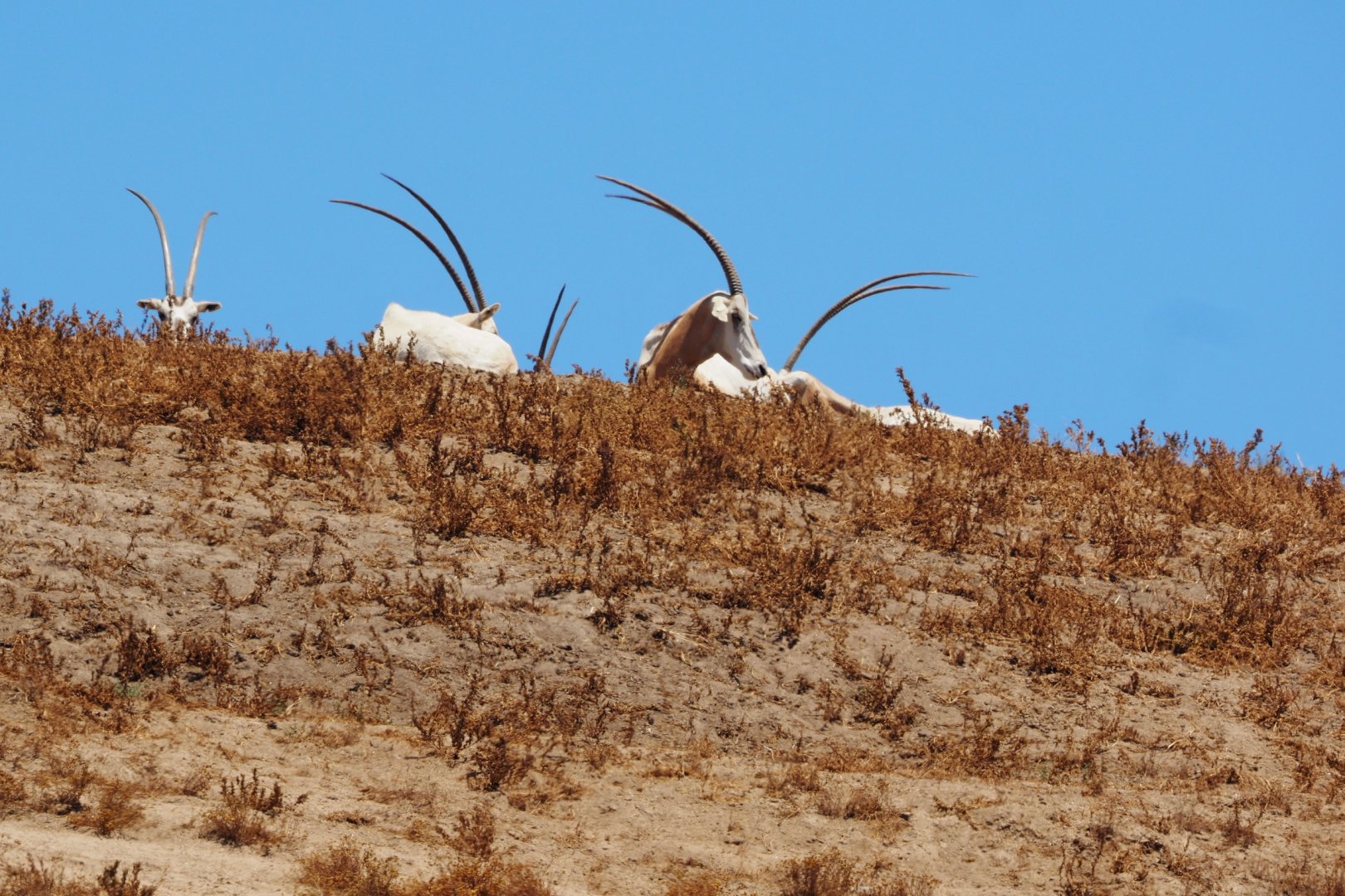 Scimitar-horned oryx