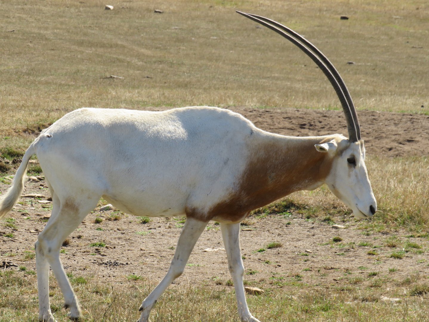 Scimitar-horned oryx