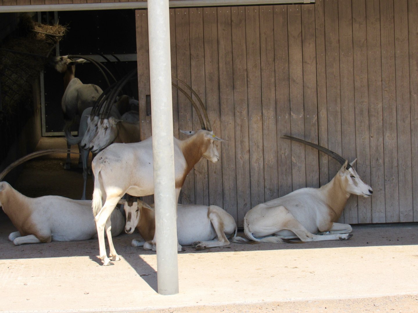 Scimitar-Horned Oryx