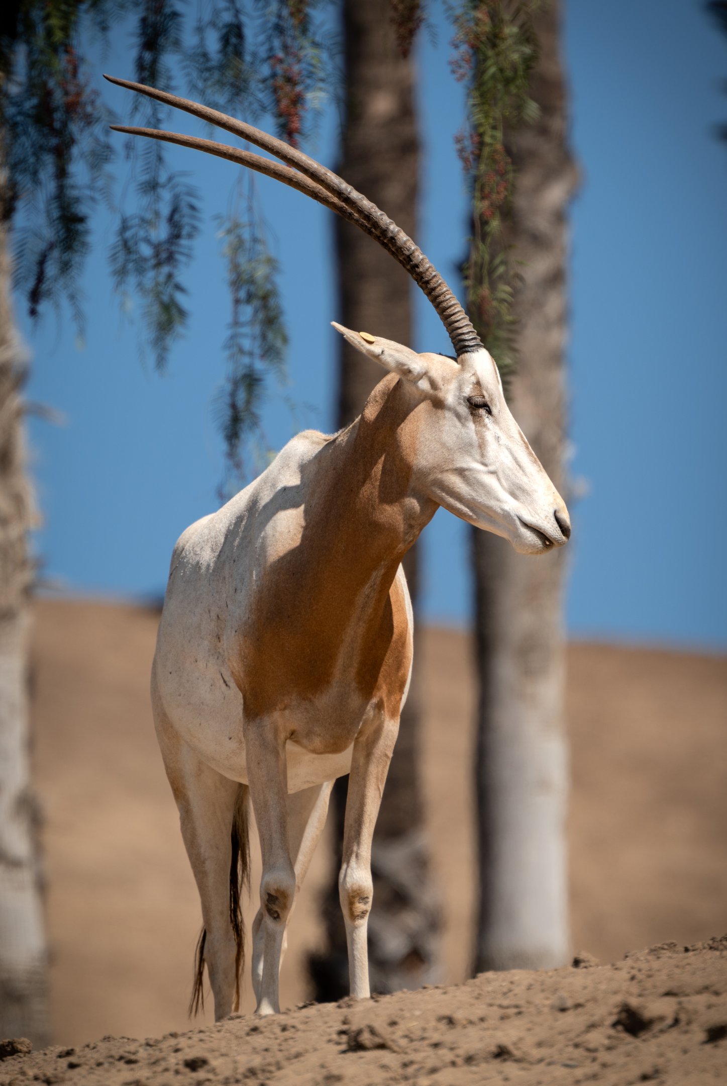 Scimitar Horned Oryx