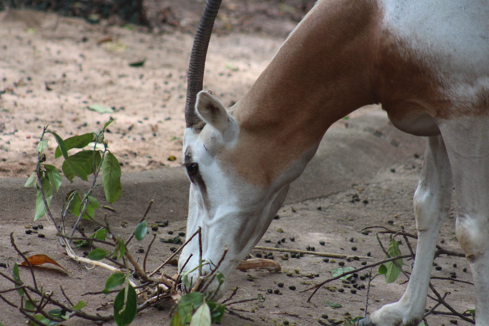 Scimitar-horned oryx