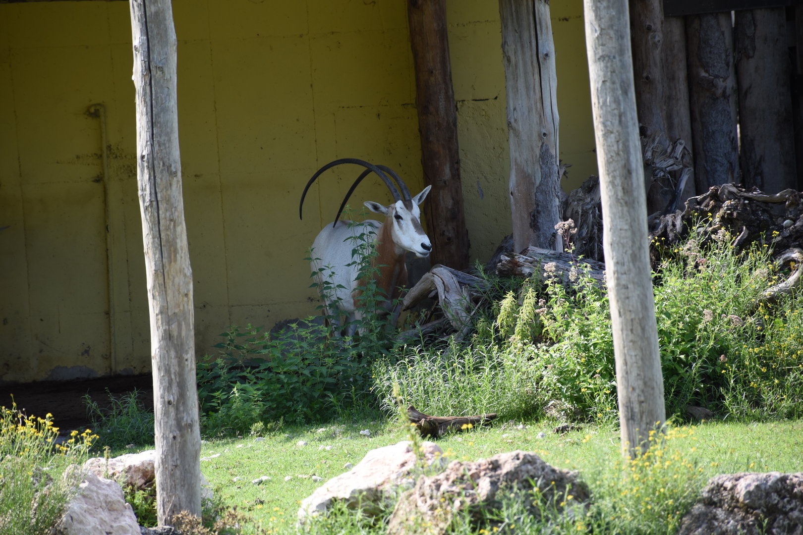 Scimitar-horned oryx