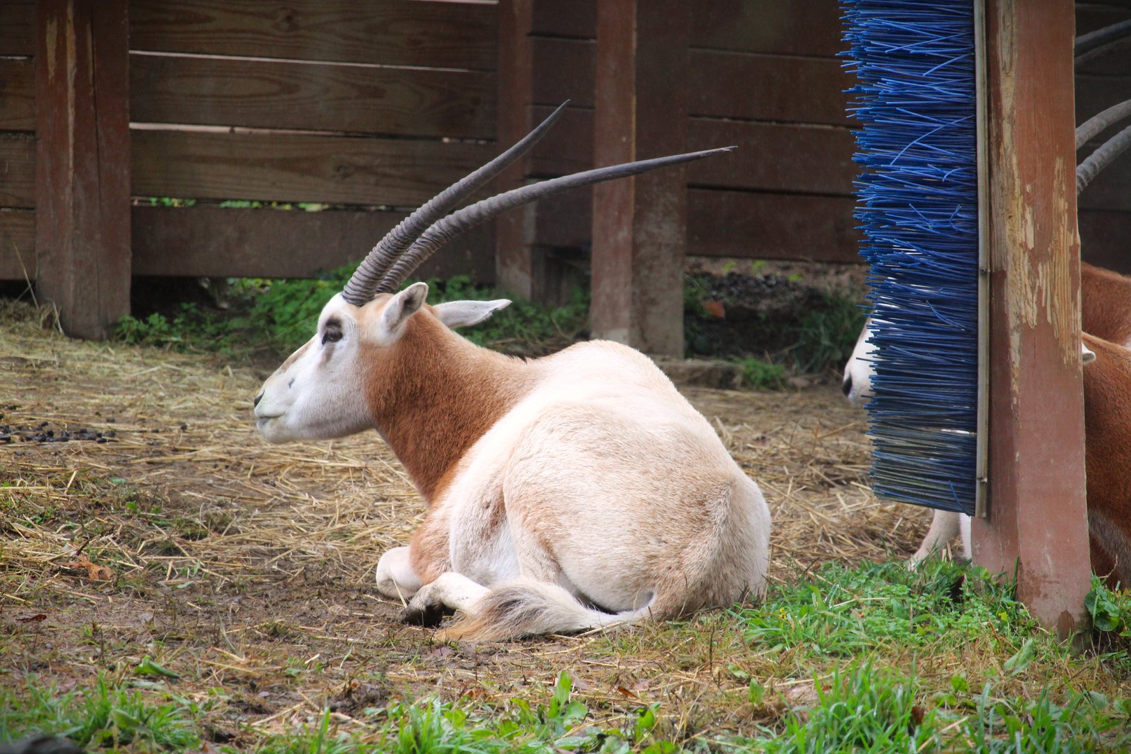 Scimitar-horned Oryx