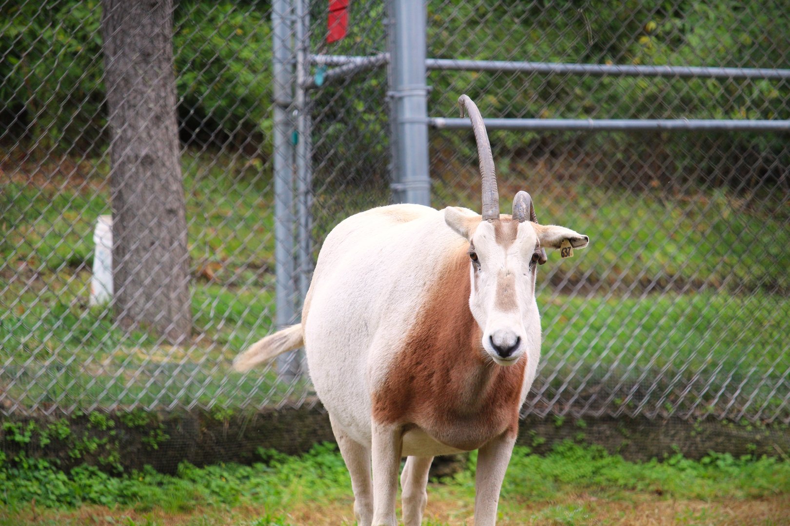 Scimitar-horned Oryx