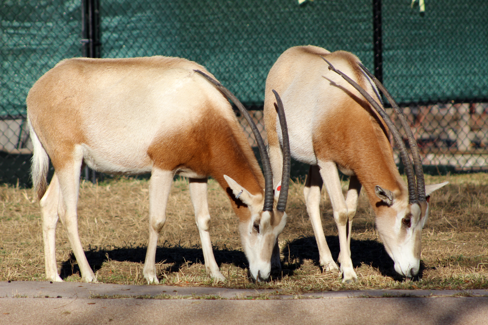 Scimitar-horned Oryx