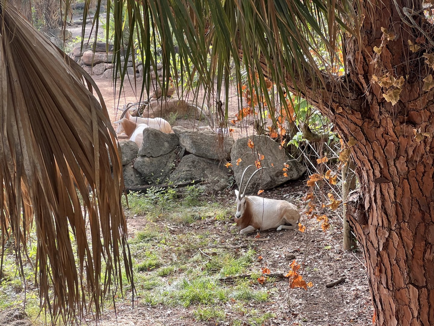 Scimitar-horned Oryx