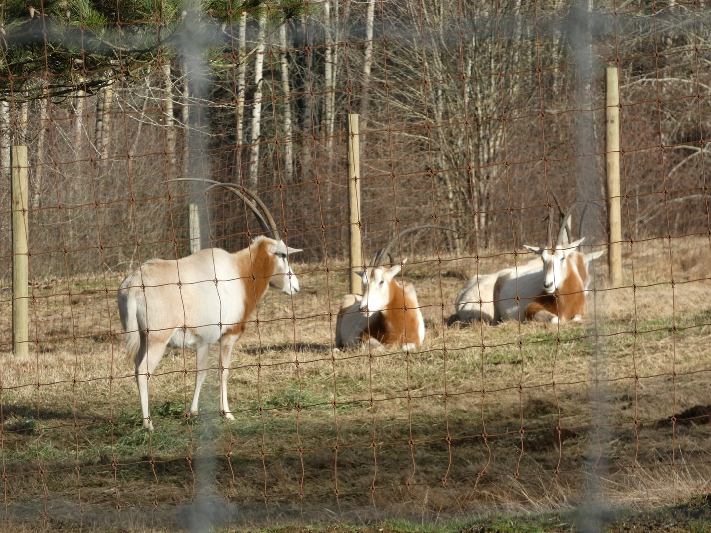 Scimitar-horned oryx