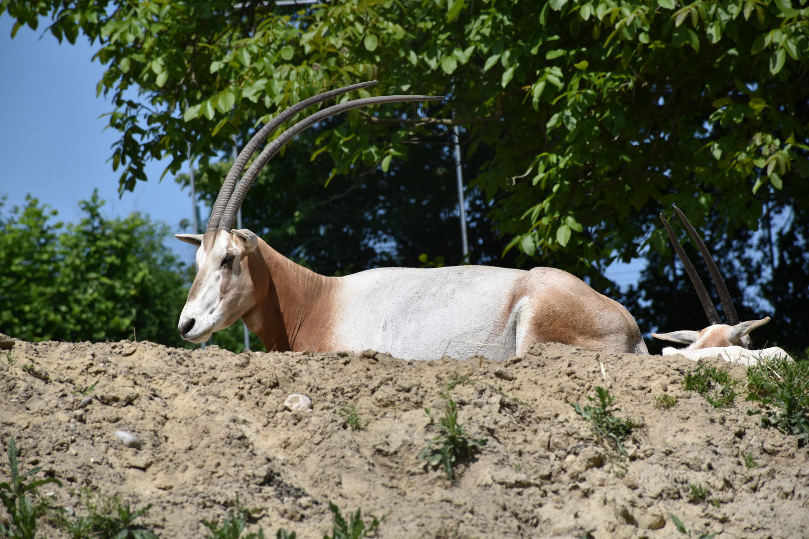 Scimitar-horned oryx