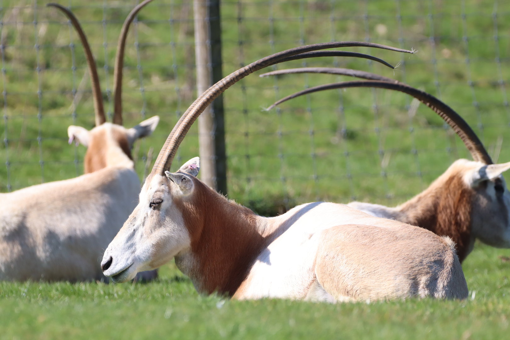 Scimitar-horned Oryx