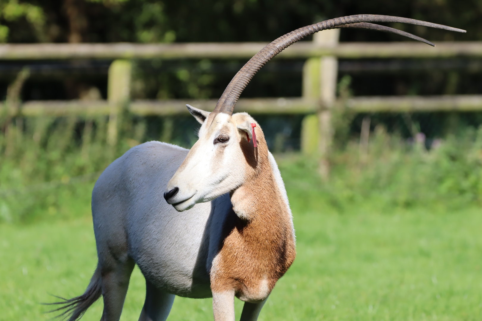 Scimitar-horned Oryx