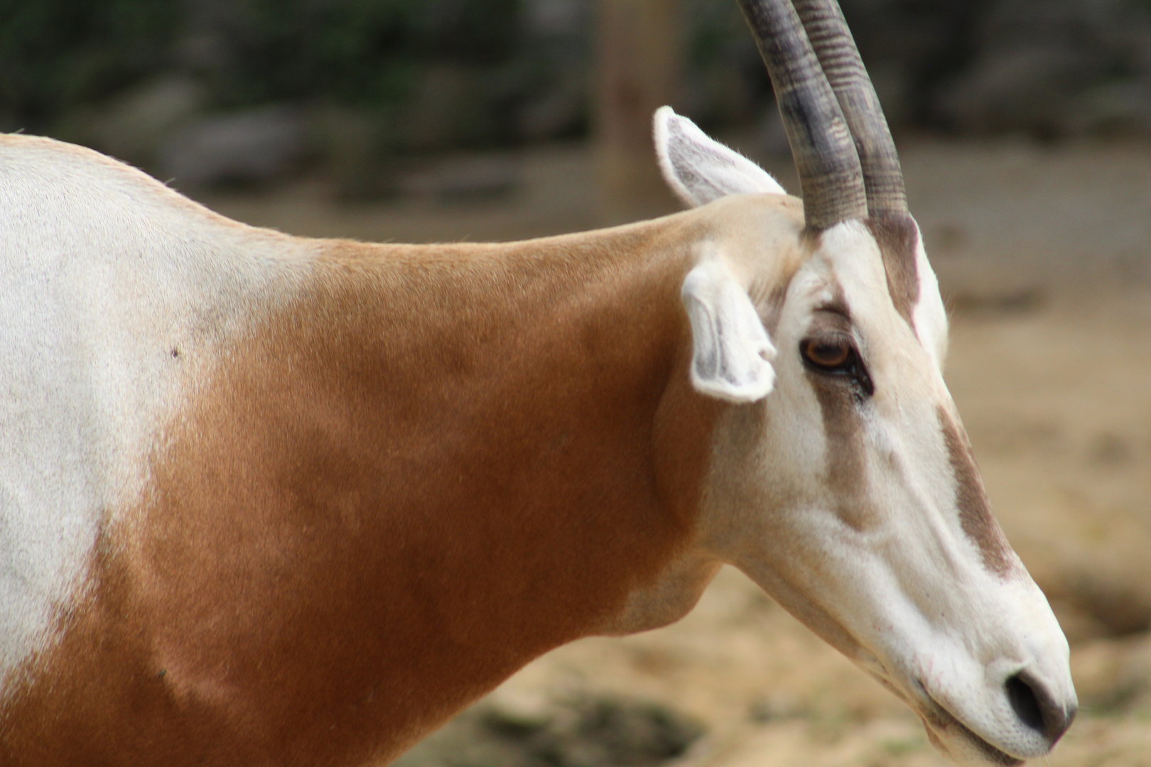 Scimitar-horned oryx
