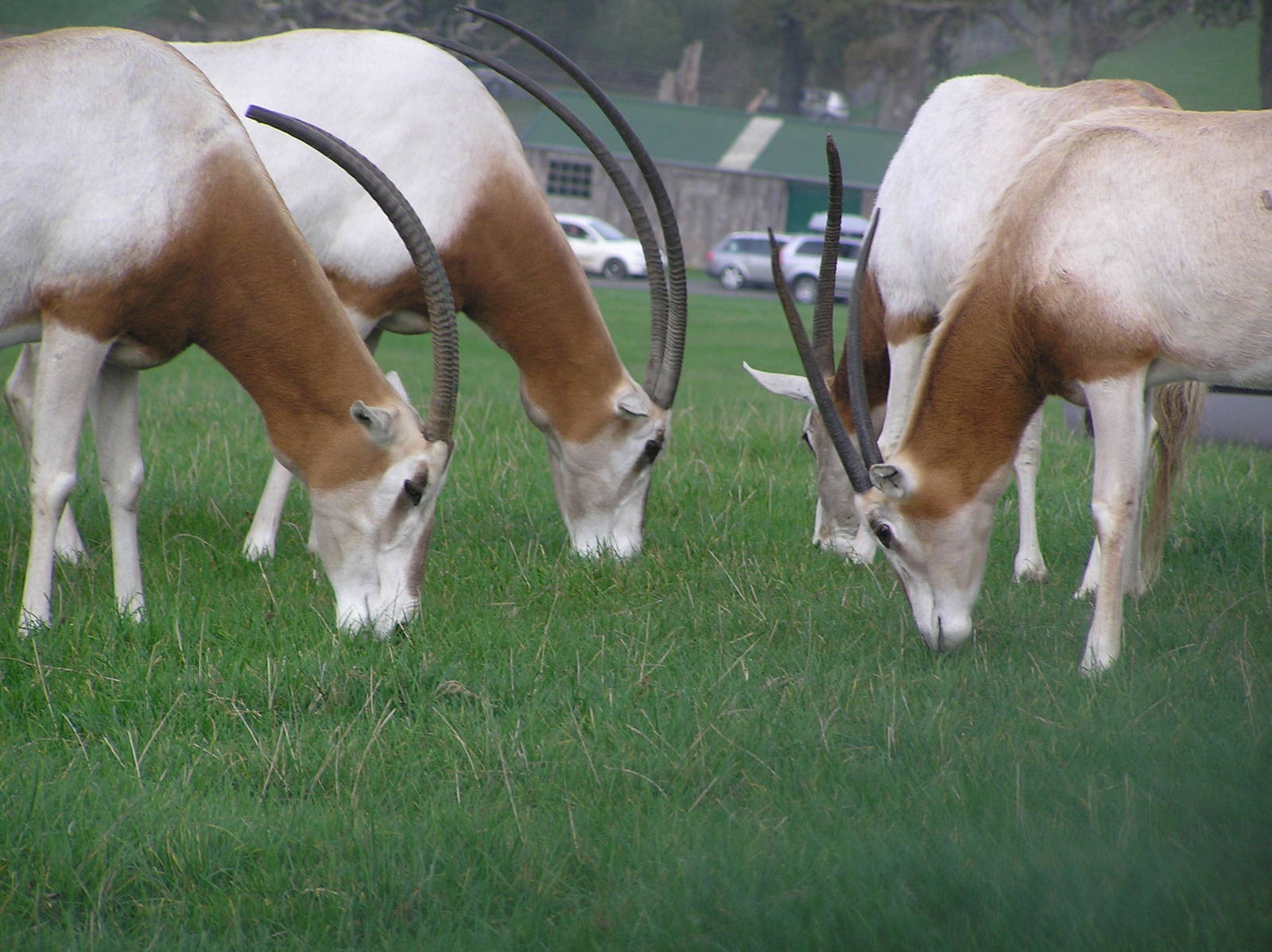 Scimitar-Horned Oryx