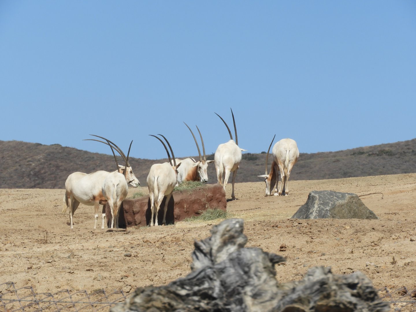 Scimitar-horned oryx