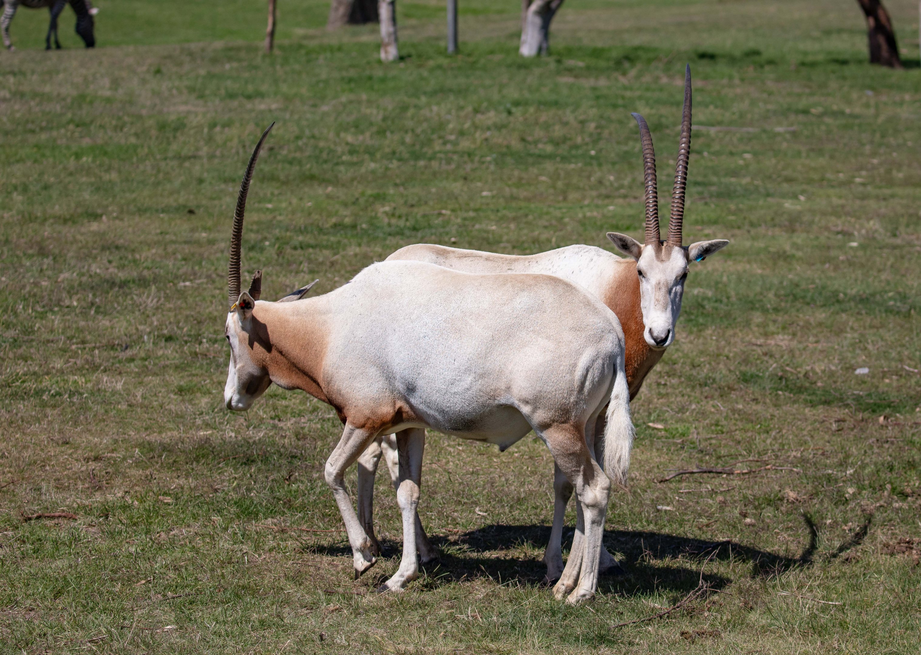 Scimitar-horned Oryx