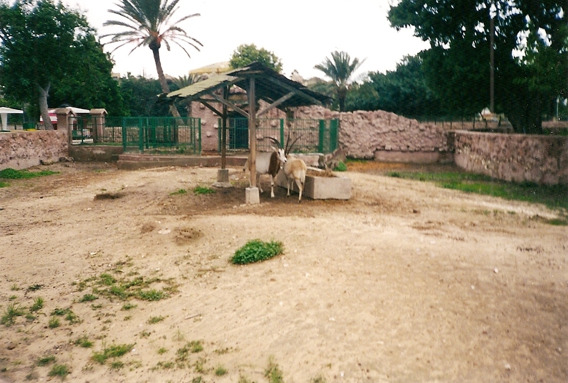 Scimitar-horned oryx