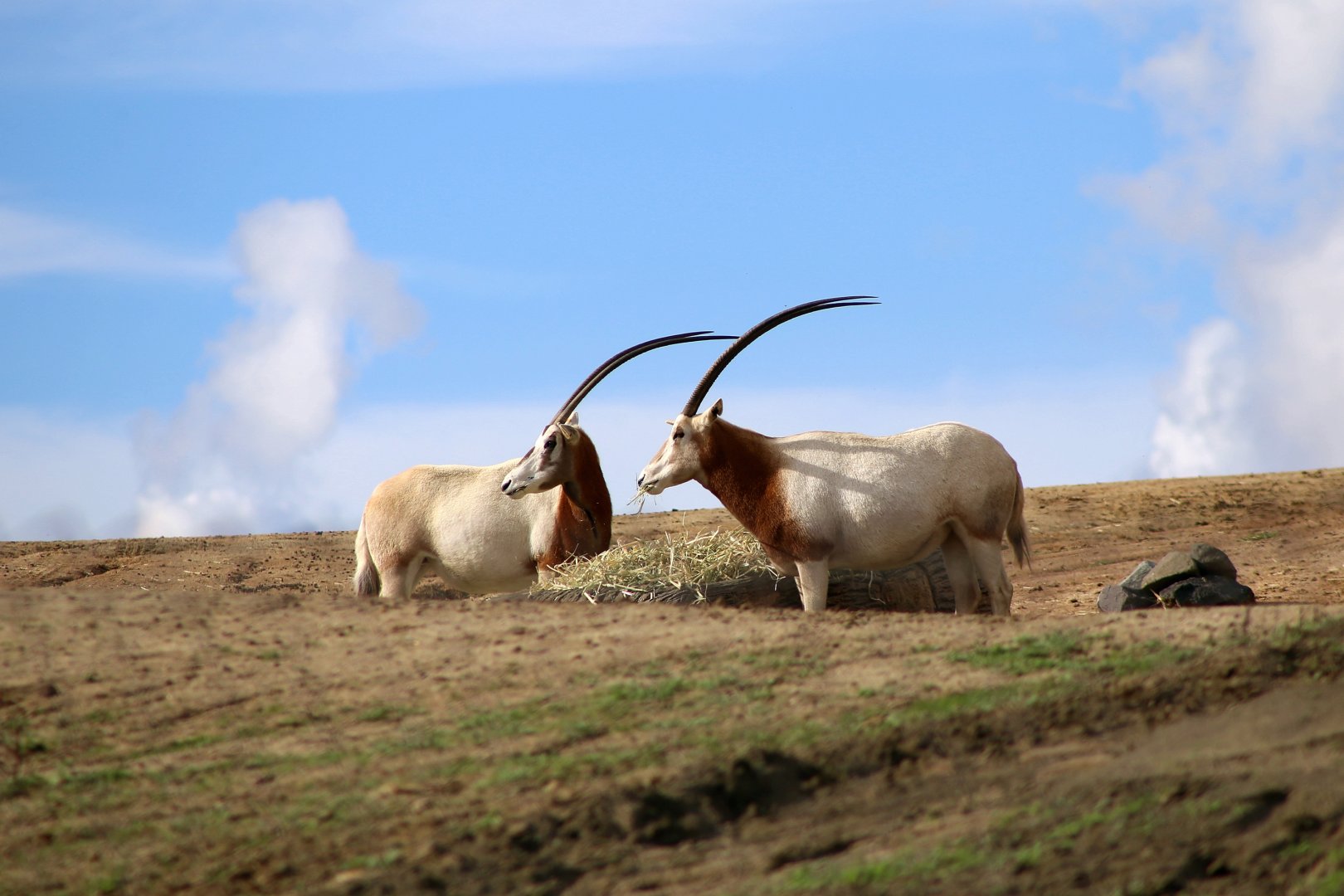 Scimitar-horned Oryx
