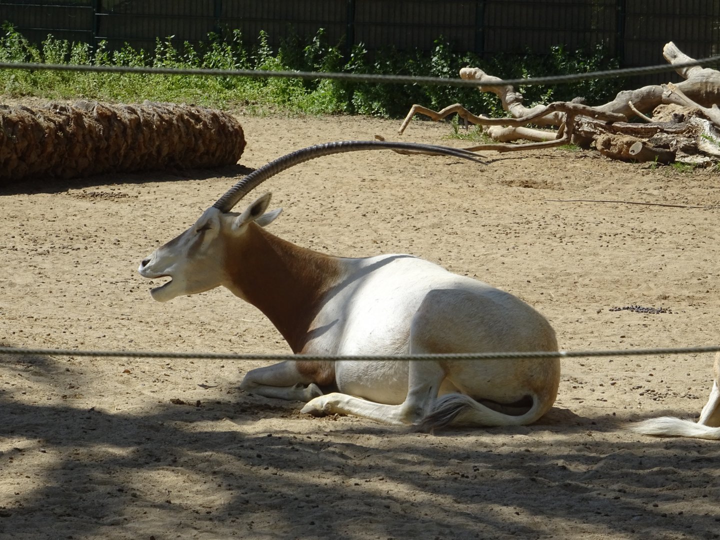 Scimitar-Horned Oryx